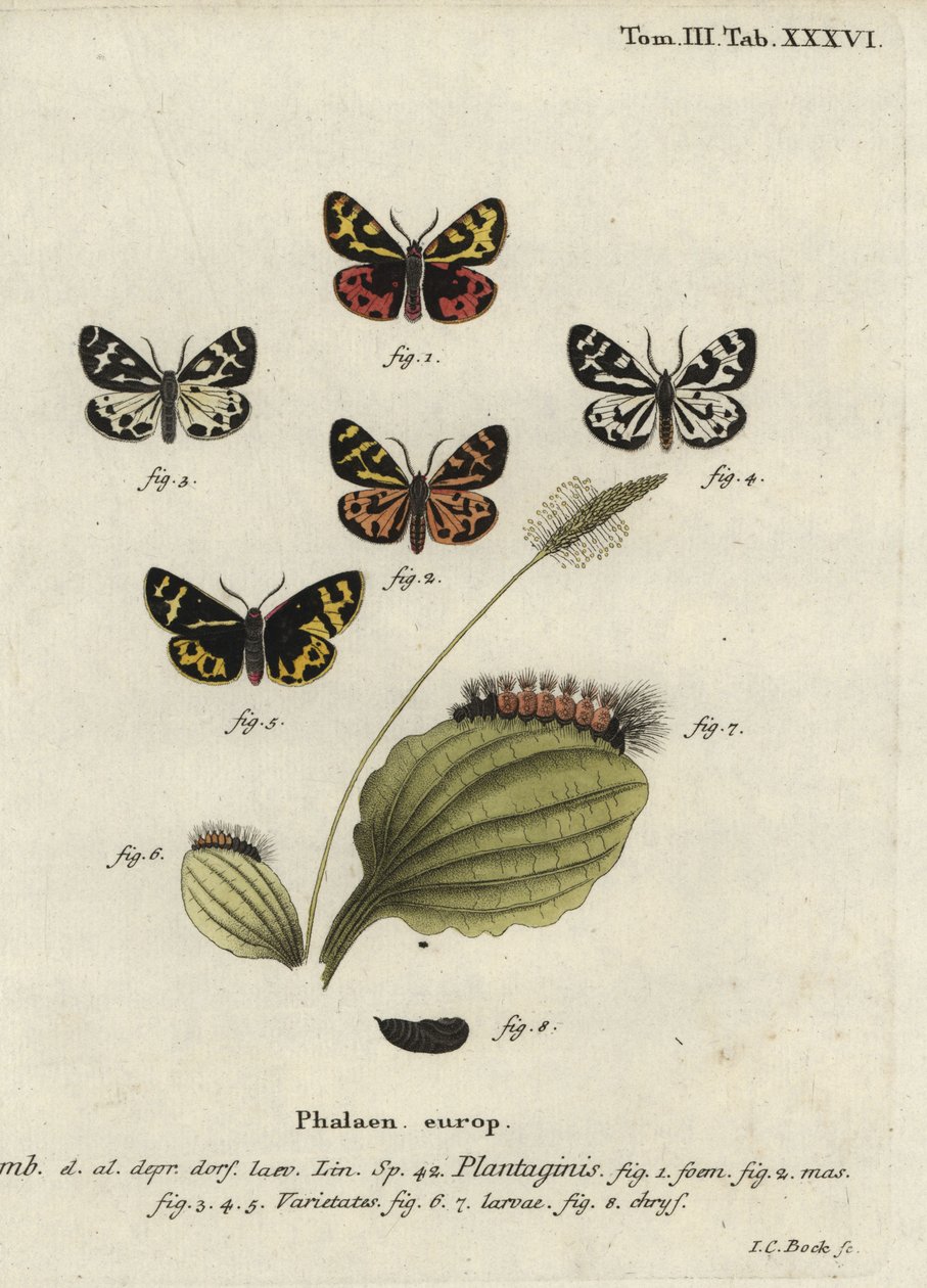 Polilla tigre de madera, Parasemia plantaginis de Johann Carl Bock