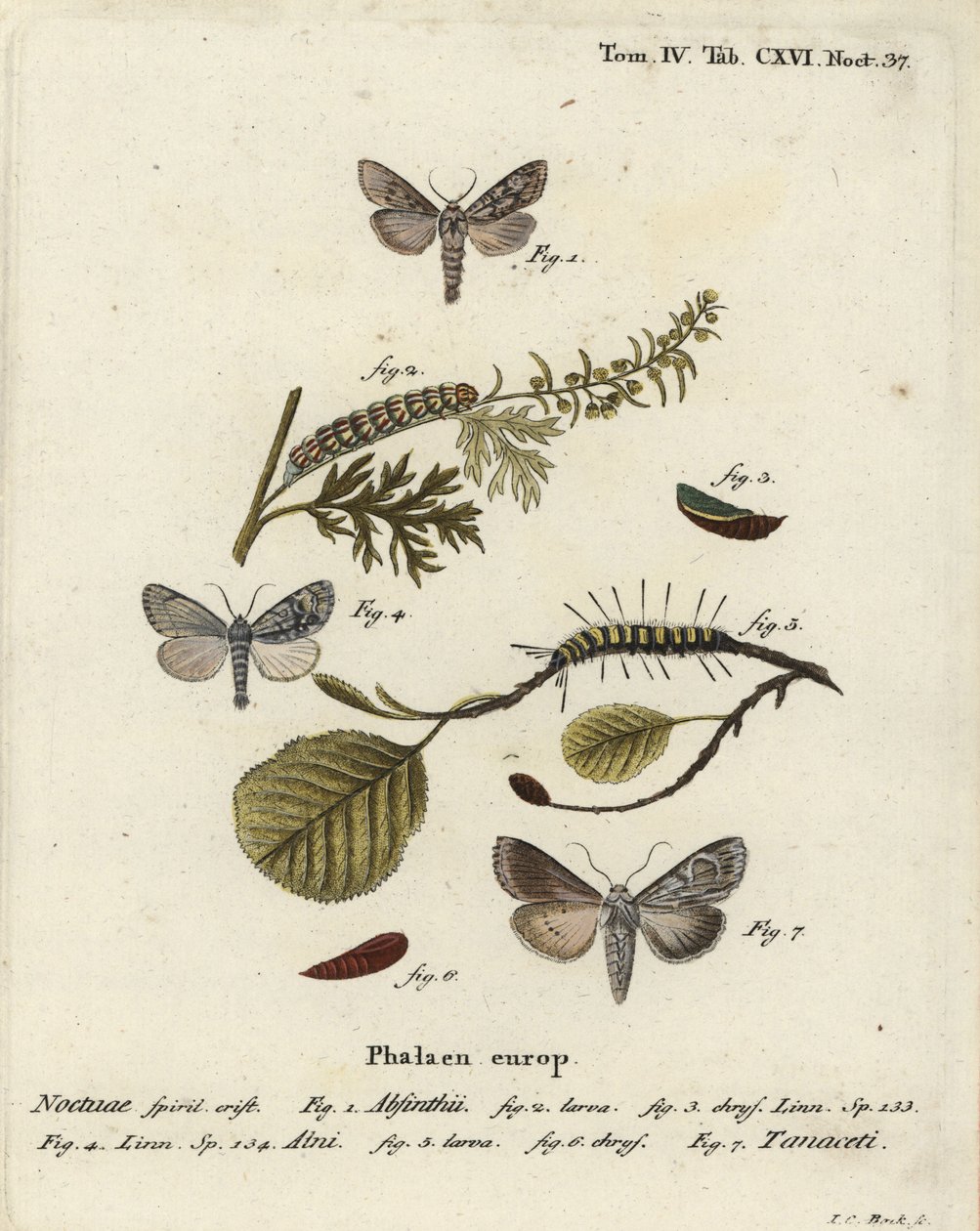 Polilla ajenjo, Cucullia absinthii, polilla del aliso, Acronicta alni, y Cucullia tanaceti. Grabado en cobre coloreado a mano por Johann Carl Bock después de Die Schmetterlinge in Abbildungen nach der Natur de Eugenius Johann Christoph Esper, Erlangen de Johann Carl Bock