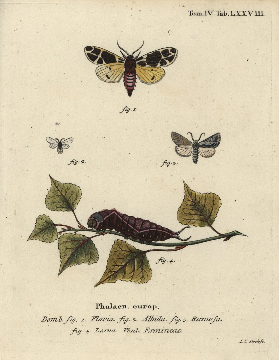 Polilla tigre amarilla, larva de armiño blanco, etc. de Johann Carl Bock
