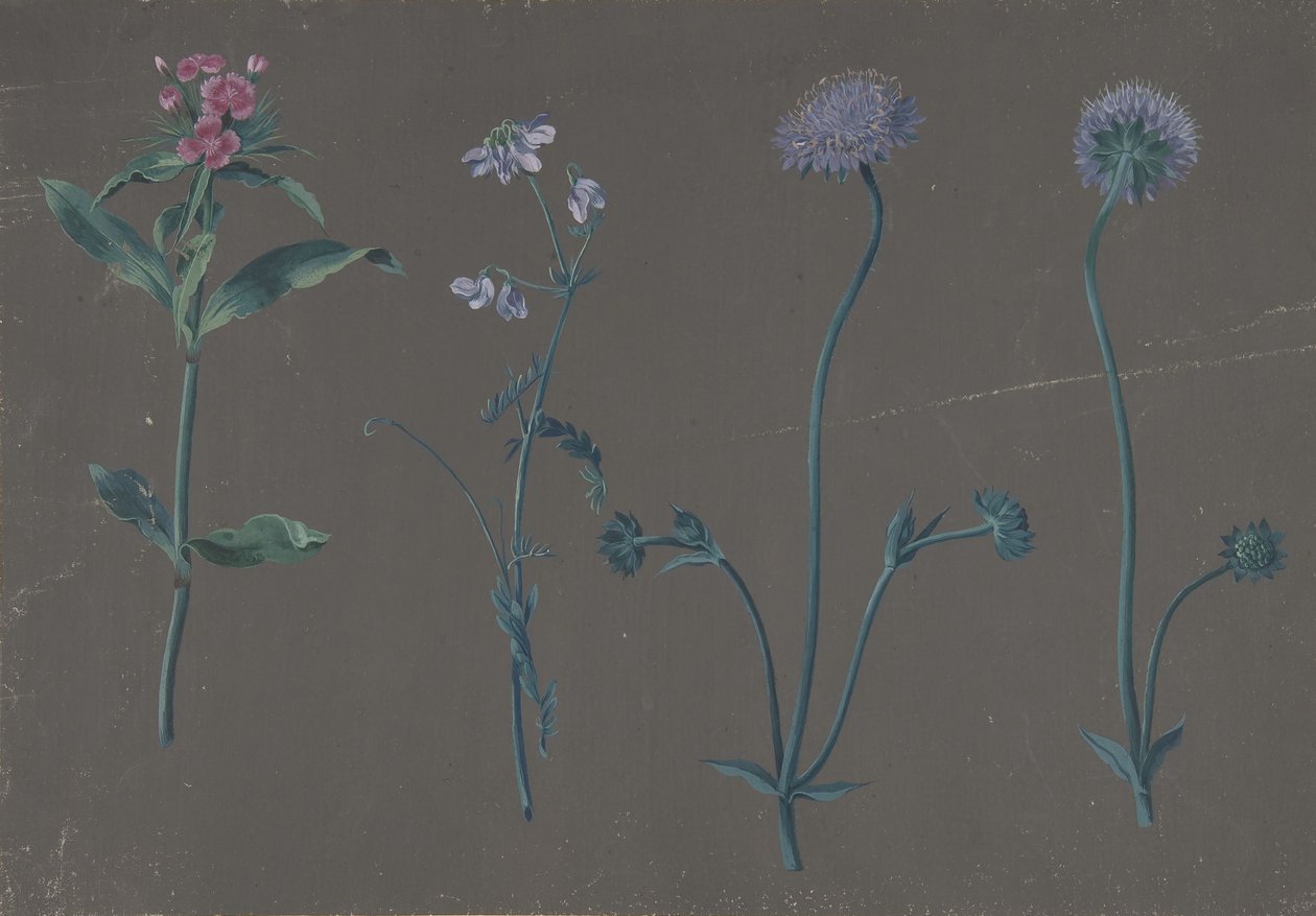 Estudio de tres flores, 1781 de Johann Christian August Birnbaum