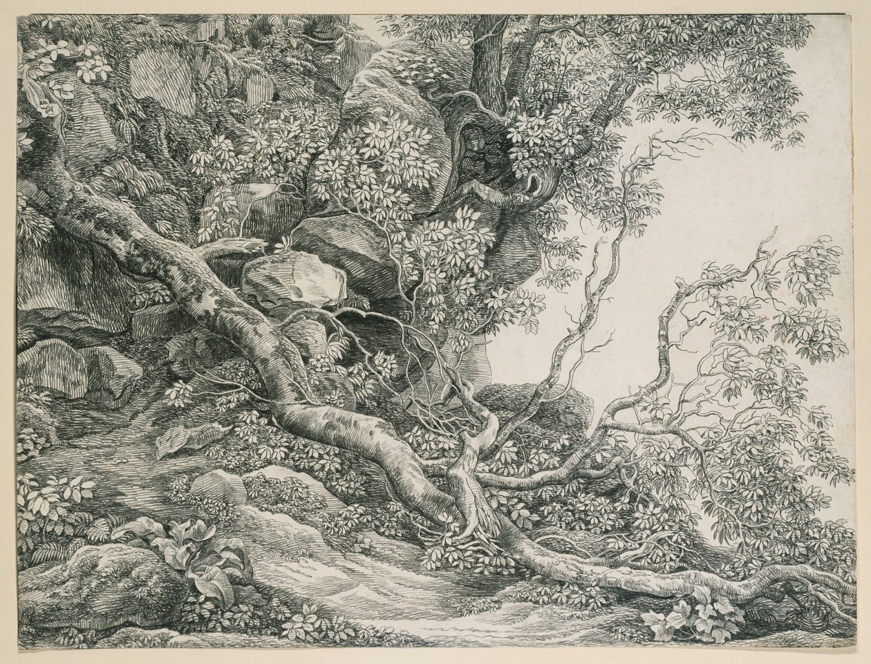 Árboles en una ladera rocosa de Johann Christian Reinhart