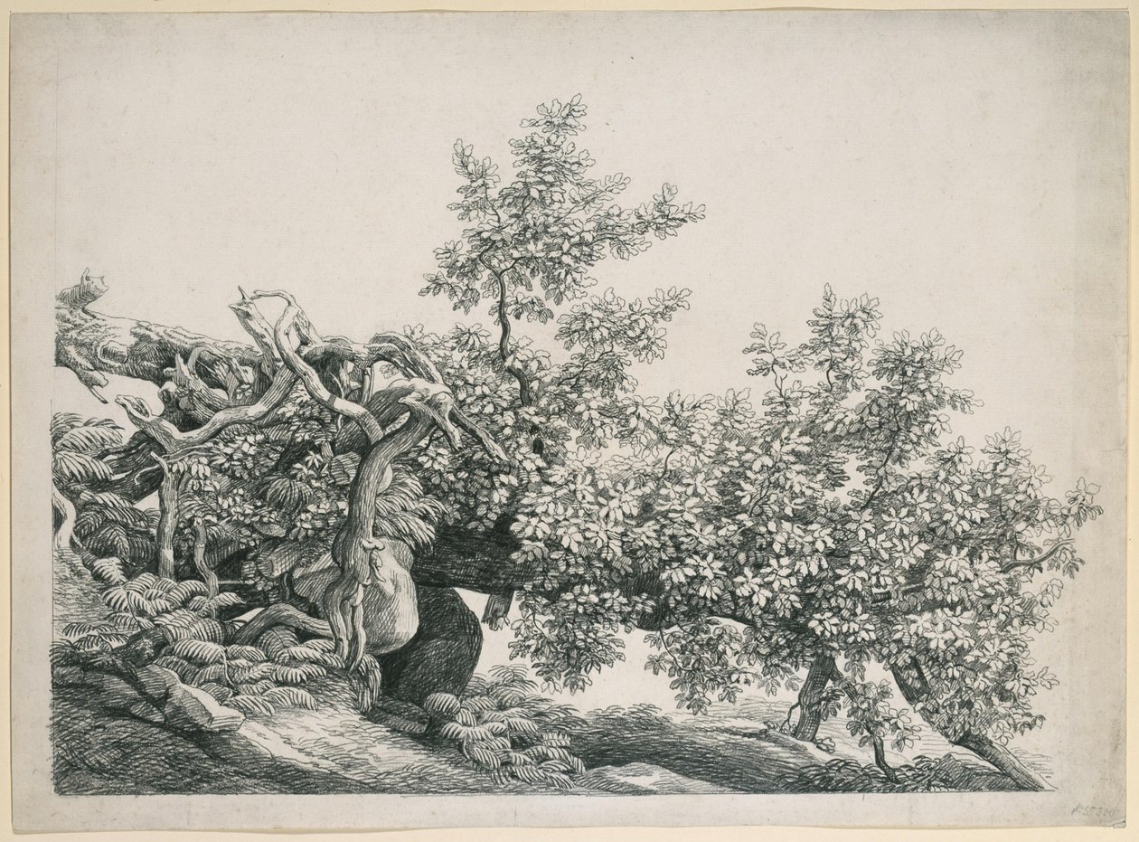 Estudio de árbol. Tronco caído con raíces expuestas de Johann Christian Reinhart