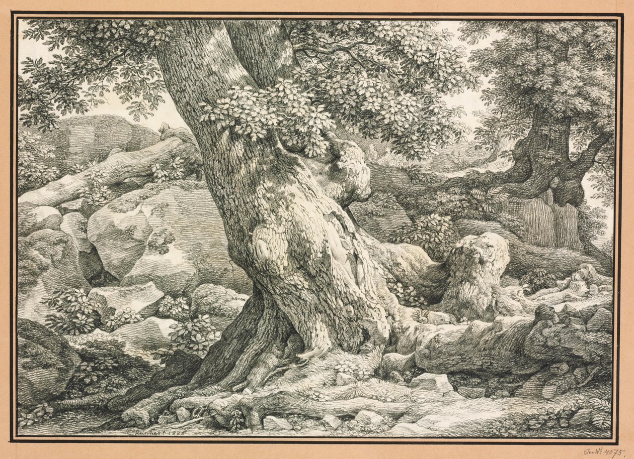Estudio sobre árboles en terreno rocoso de Johann Christian Reinhart