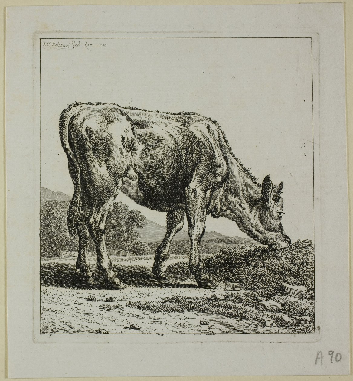 Ternero alimentándose, de Die Zweite Thierfolge de Johann Christian Reinhart