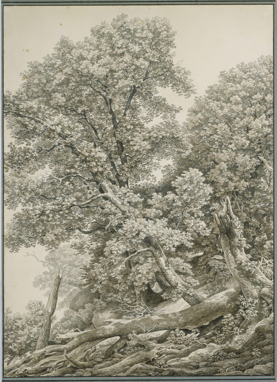 Gran estudio de árbol de Johann Christian Reinhart