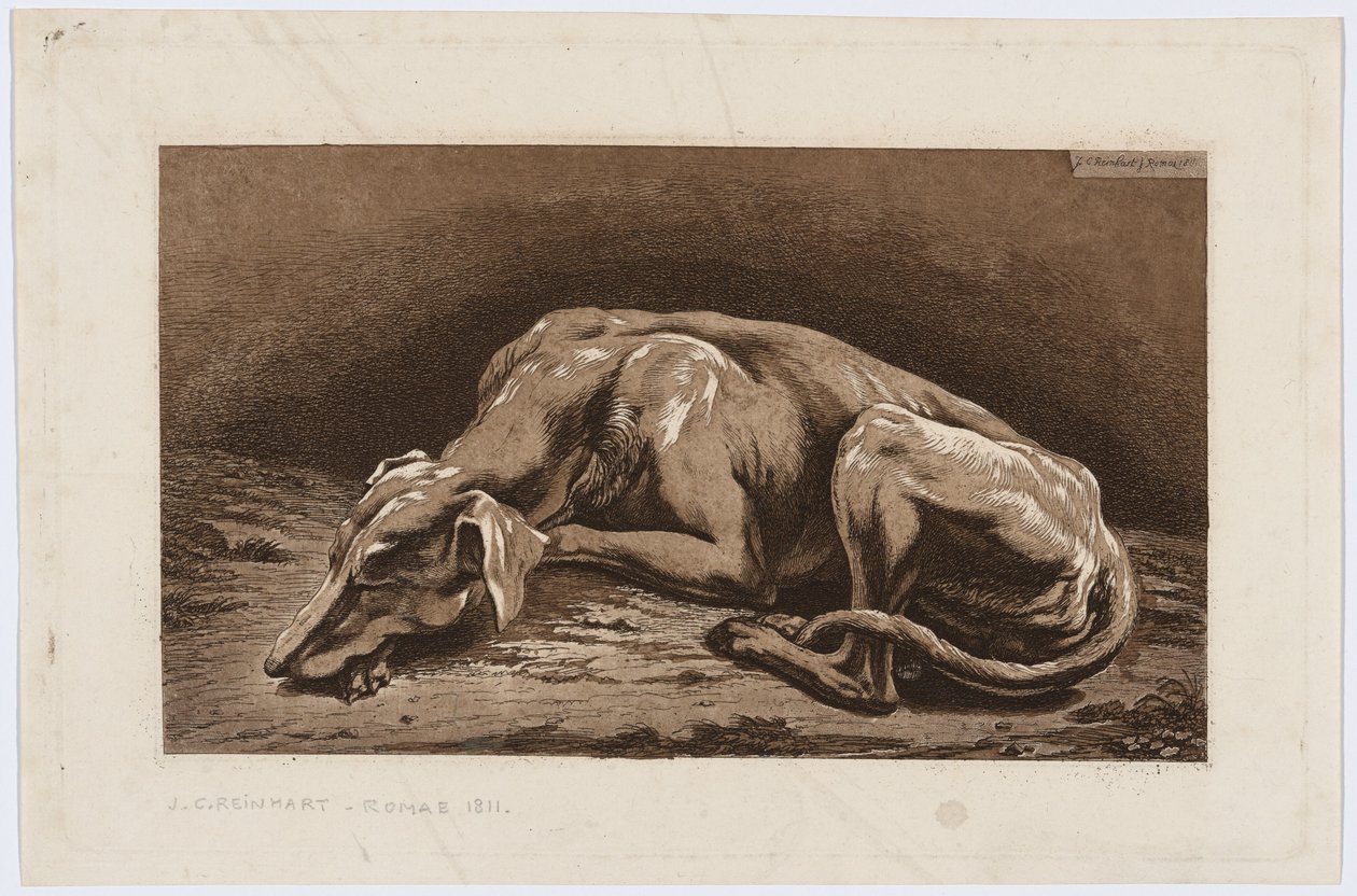 Galgo durmiendo de Johann Christian Reinhart