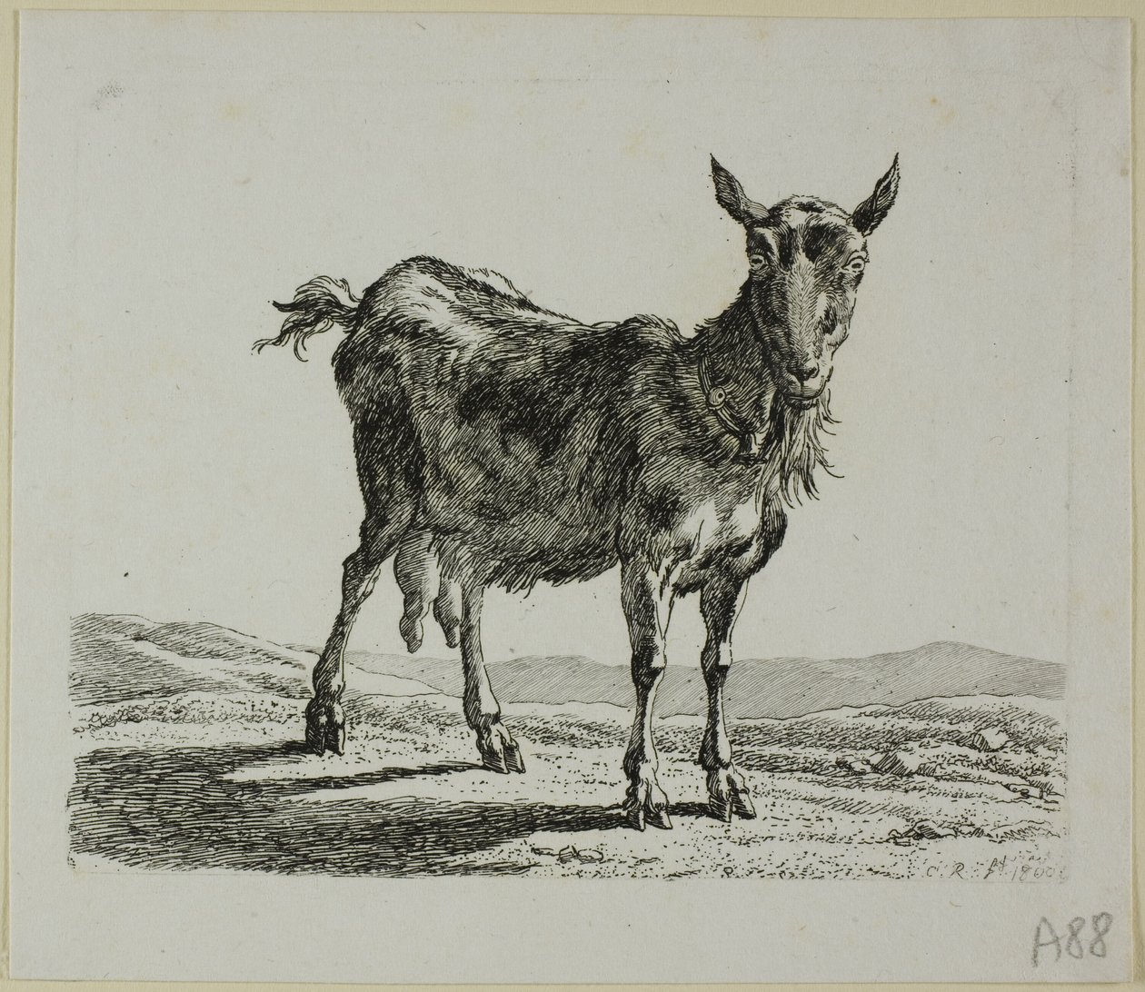 Cabra de pie, de Die Zweite Thierfolge de Johann Christian Reinhart