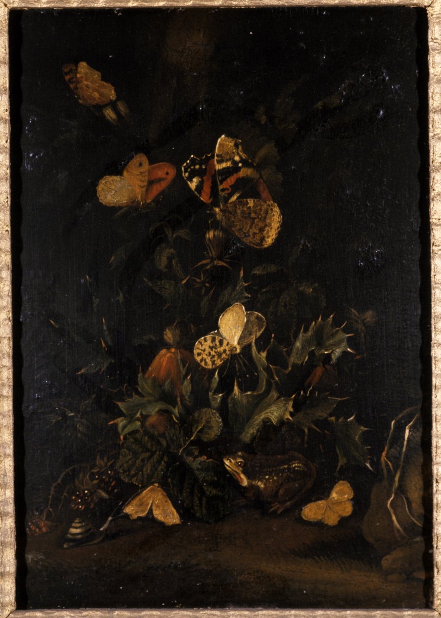 Flores con mariposas y sapo de Johann Christian Thomas Winck