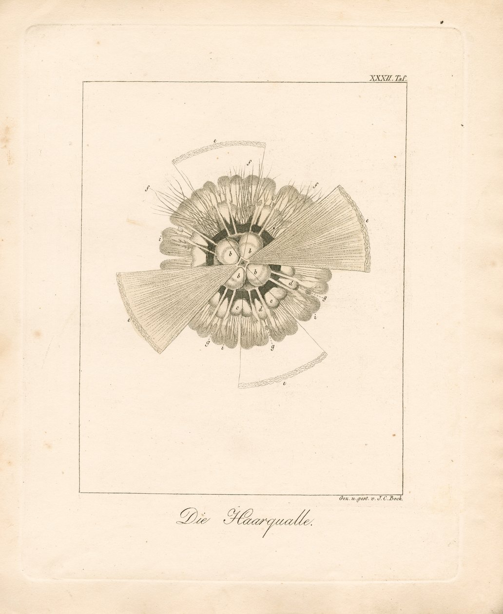  de Johann Christoph Bock