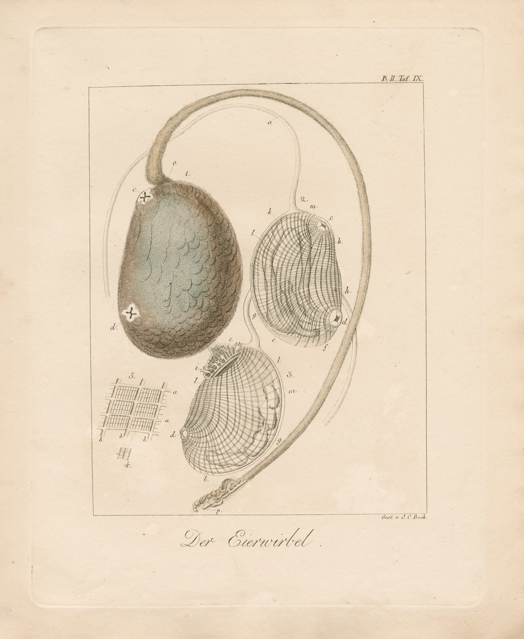  de Johann Christoph Bock