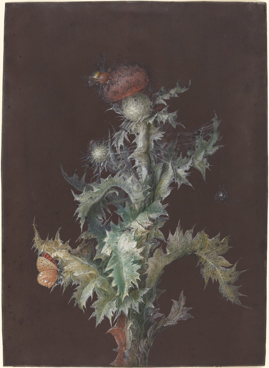 Cardo con insectos, c. 1755 de Johann Christoph Dietzsch
