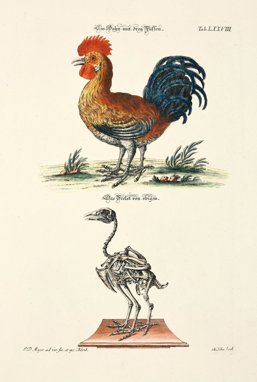 Un gallo con tres patas y su esqueleto de Johann Daniel Meyer