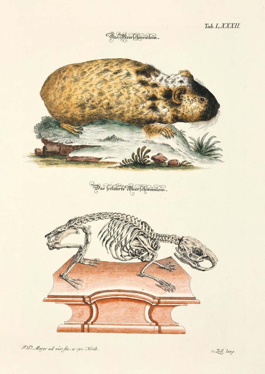La cobaya y su esqueleto de Johann Daniel Meyer