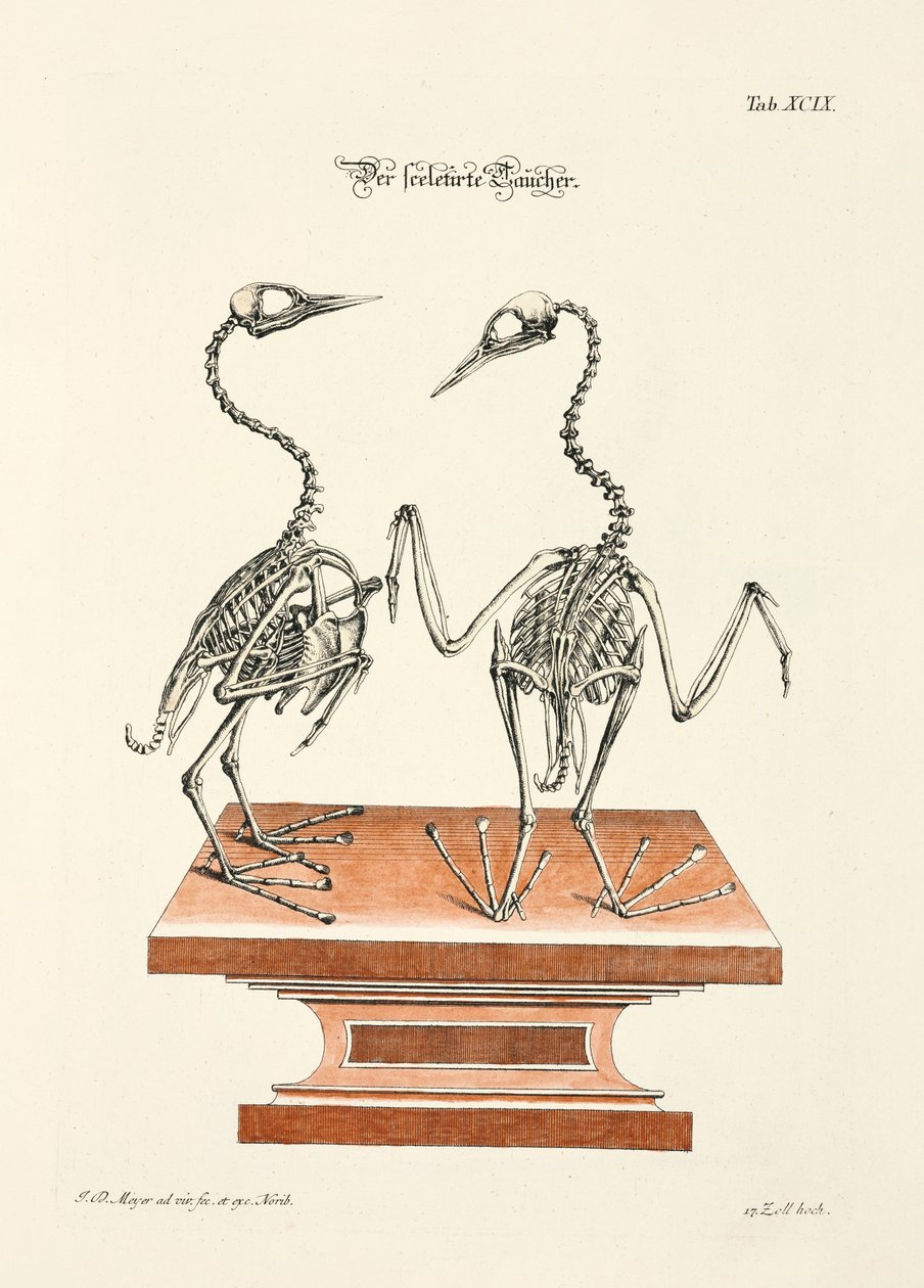  de Johann Daniel Meyer