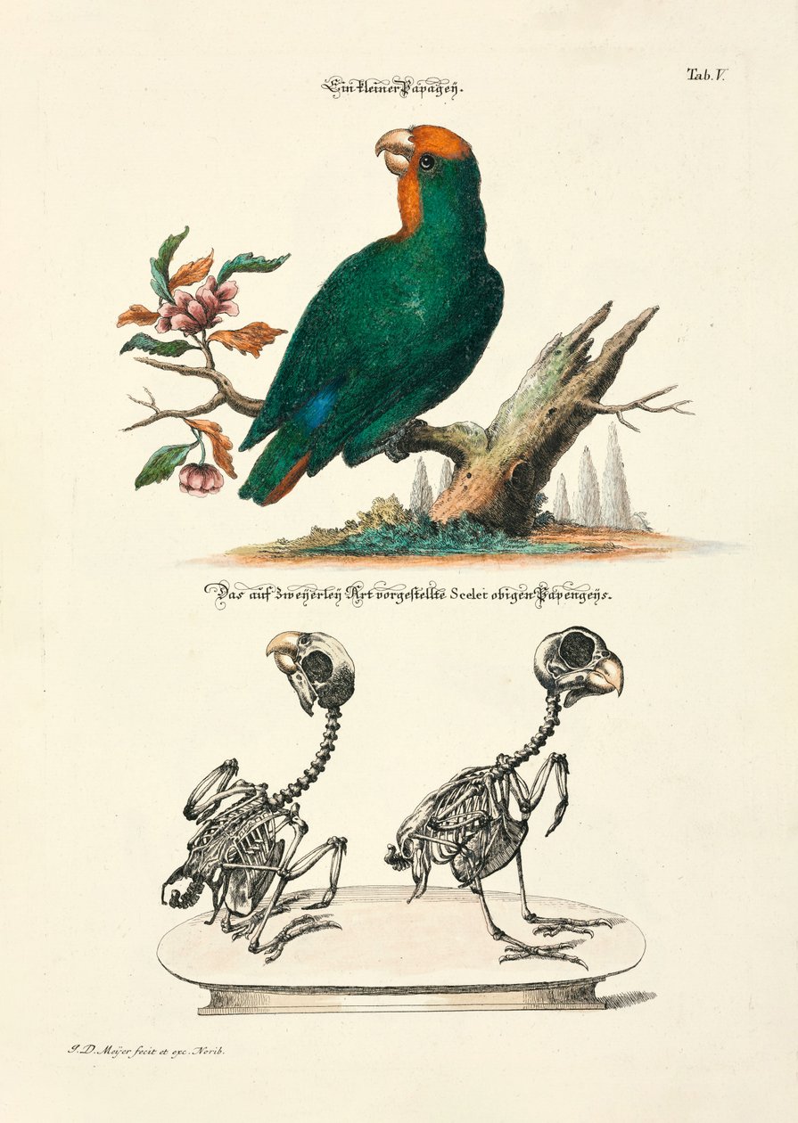  de Johann Daniel Meyer