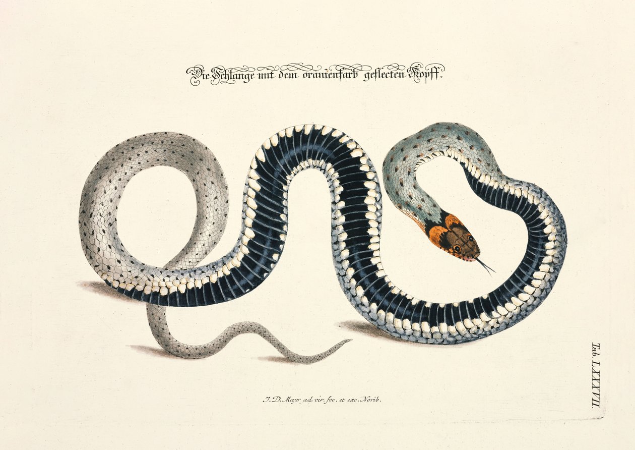 Serpiente con cabeza manchada de naranja de Johann Daniel Meyer