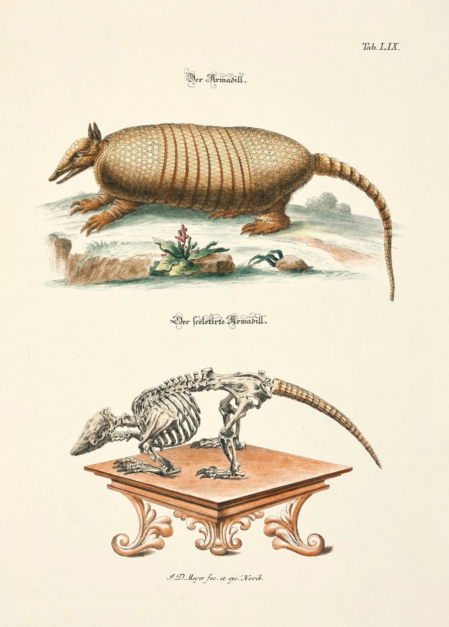 El armadillo y su esqueleto de Johann Daniel Meyer