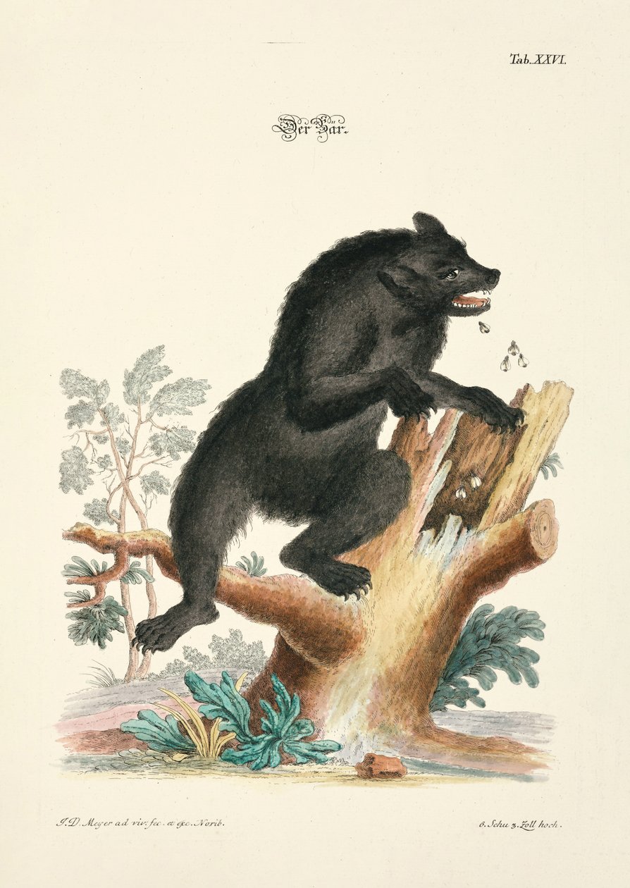 El Oso de Johann Daniel Meyer