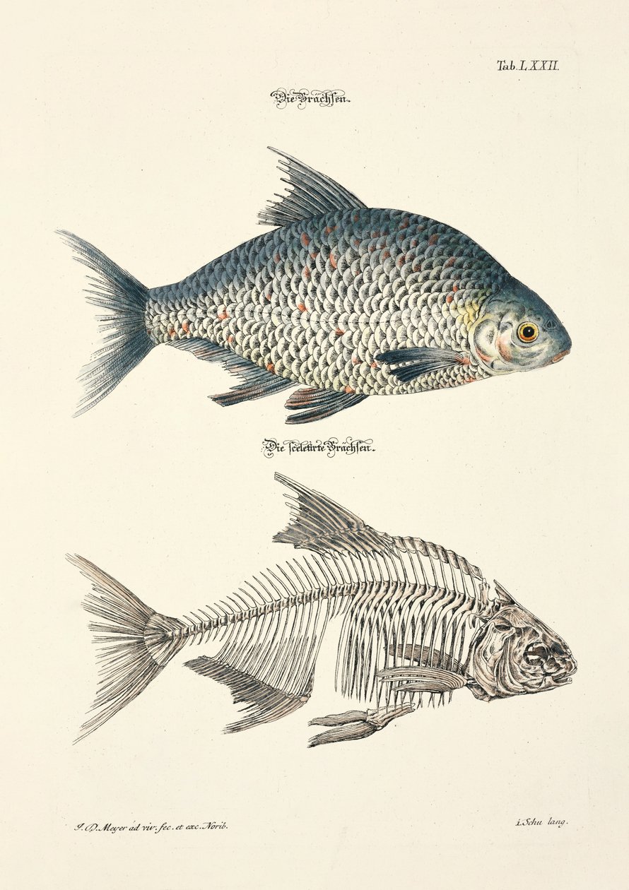  de Johann Daniel Meyer