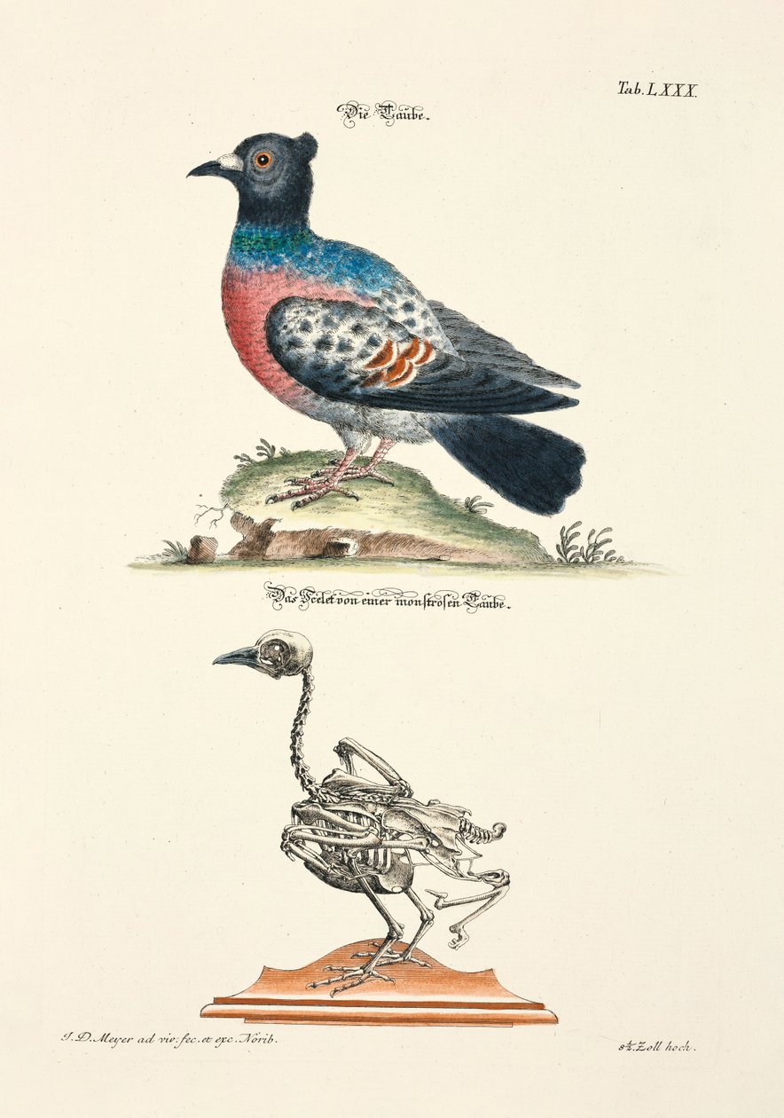  de Johann Daniel Meyer