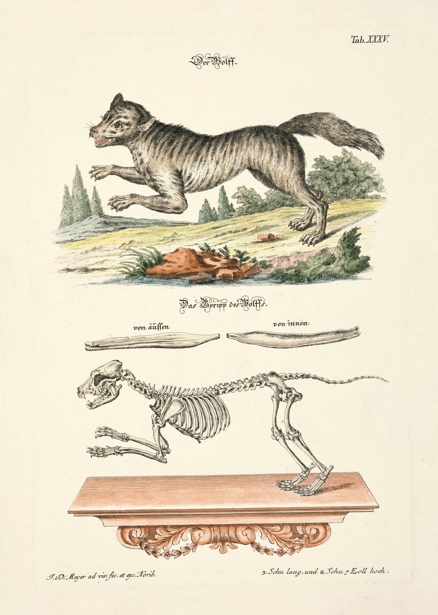 El lobo de Johann Daniel Meyer