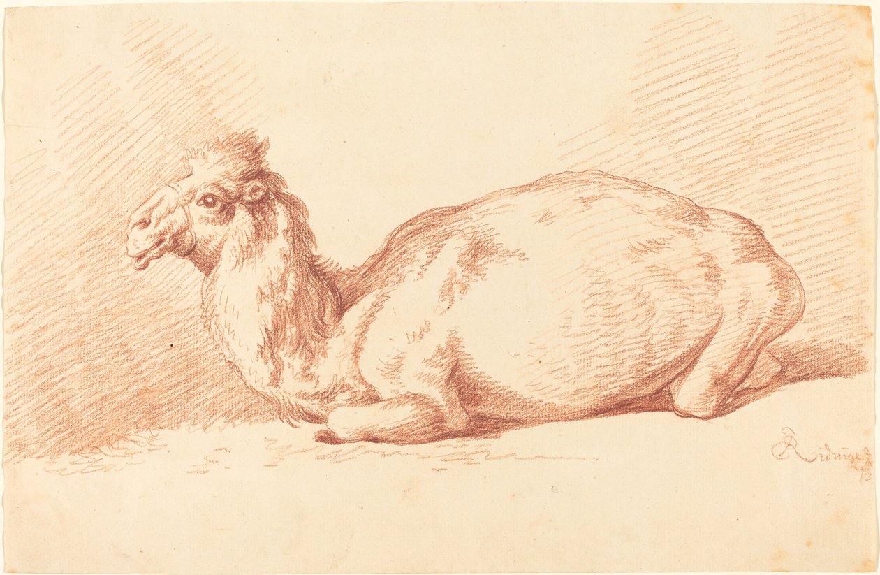 Un Dromedario de Johann Elias Ridinger