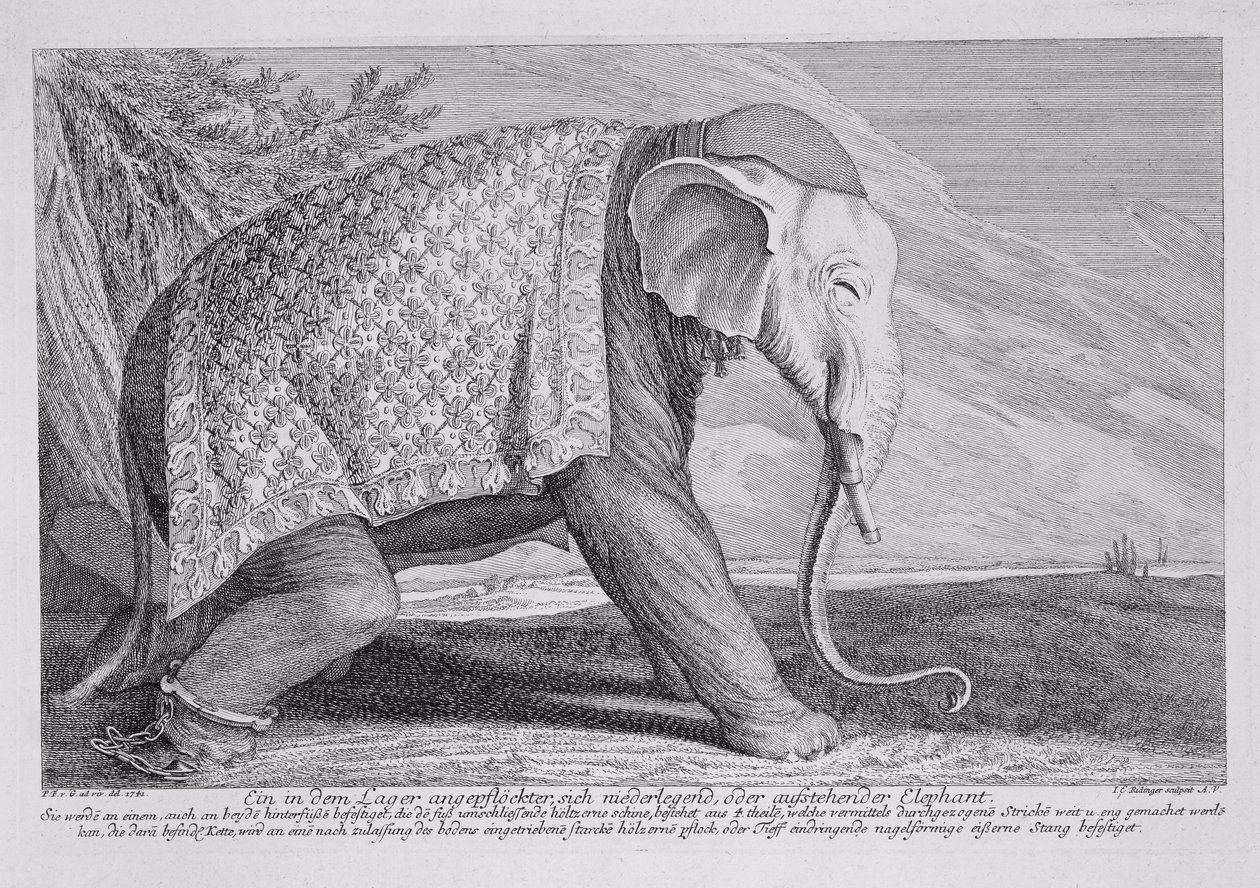 Un elefante de Johann Elias Ridinger or Riedinger