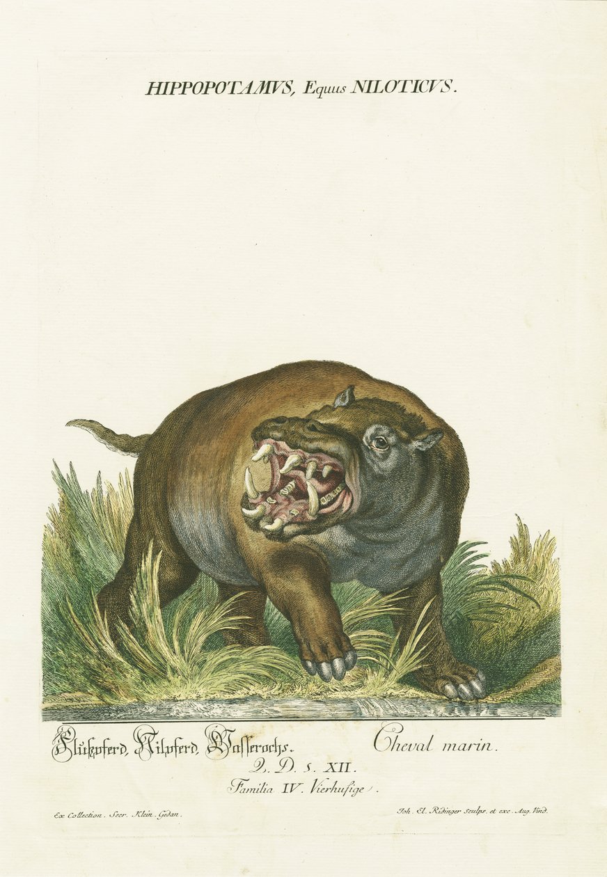  de Johann Elias Ridinger