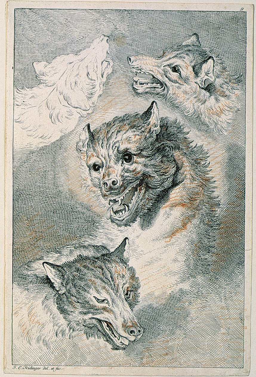 Cuatro cabezas de lobo de Johann Elias Ridinger
