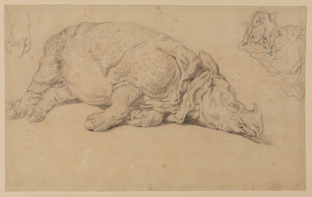 Rinoceronte acostado de lado de Johann Elias Ridinger or Riedinger