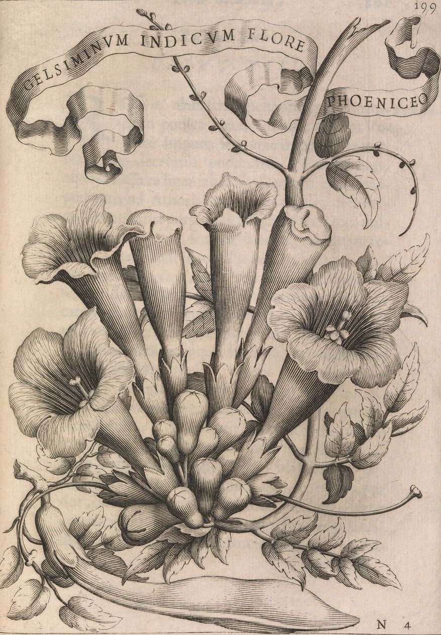 Gelsiminvm indicvm flore phoeniceo, 1633 de Johann Friedrich Greuter