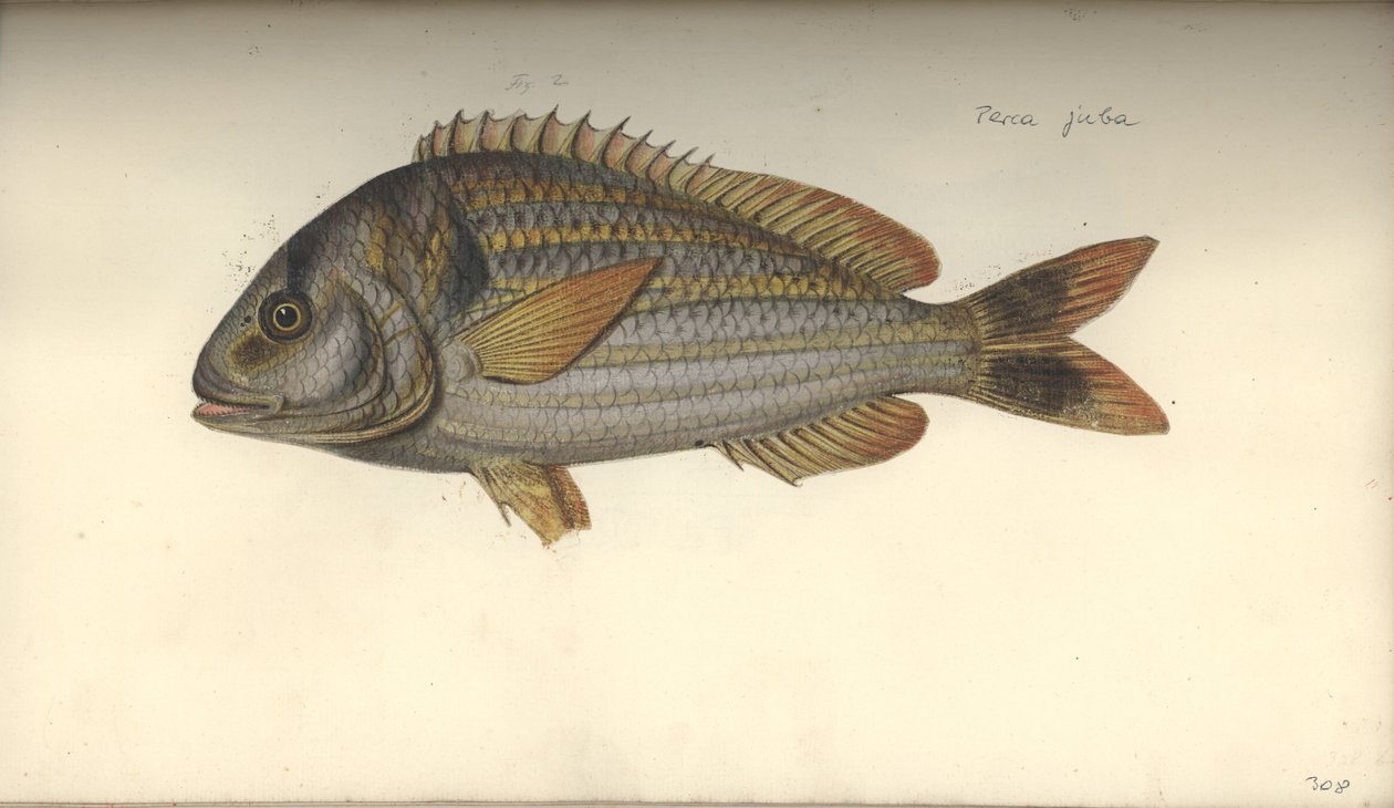 Perca juba de Johann Friedrich Hennig