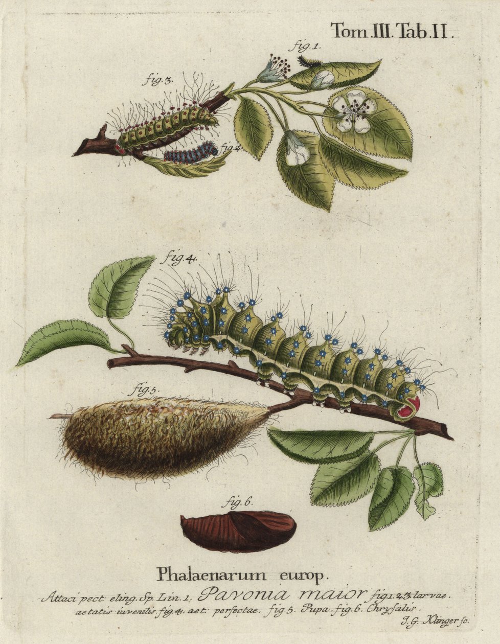 Polilla emperador, Saturnia pavonia, larva, pupa, crisálida de Johann Georg Klinger