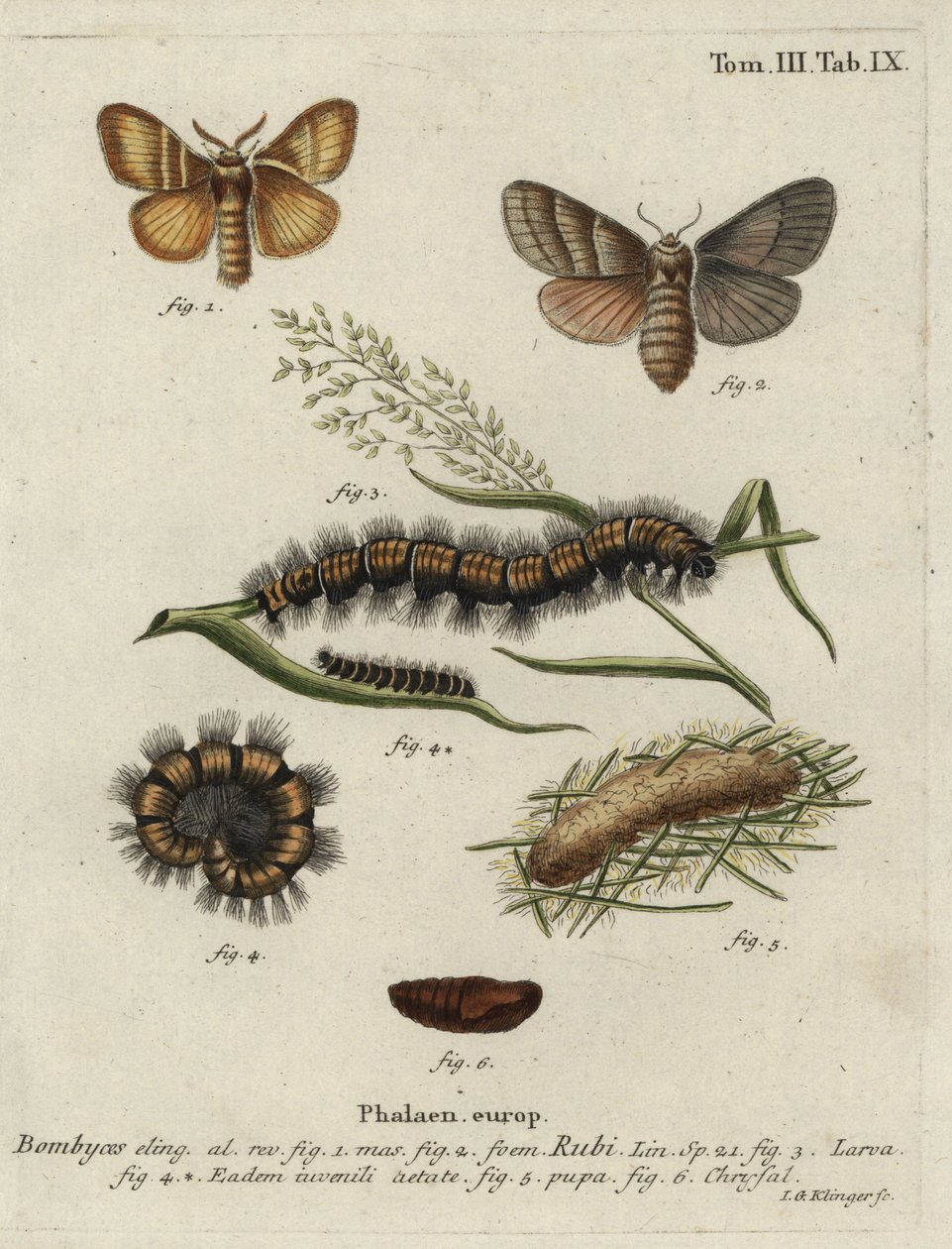 Polilla de zorro, Macrothylacia rubi de Johann Georg Klinger