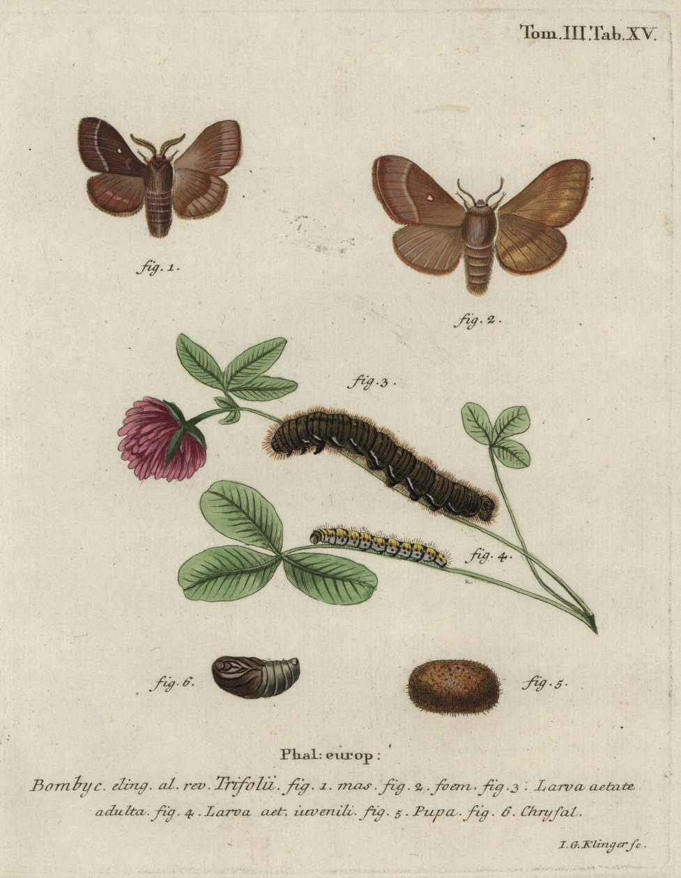 Huevo de hierba, Lasiocampa trifolii. de Johann Georg Klinger