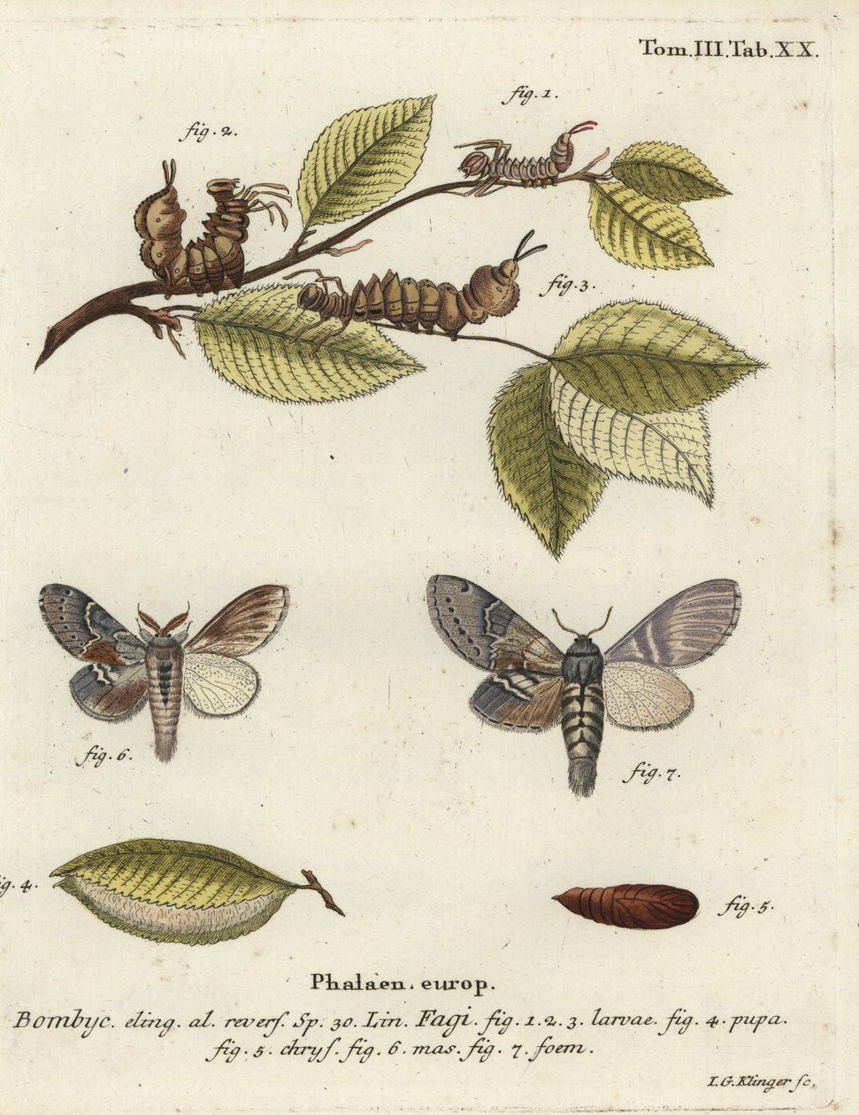 Polilla langosta, Stauropus fagi de Johann Georg Klinger