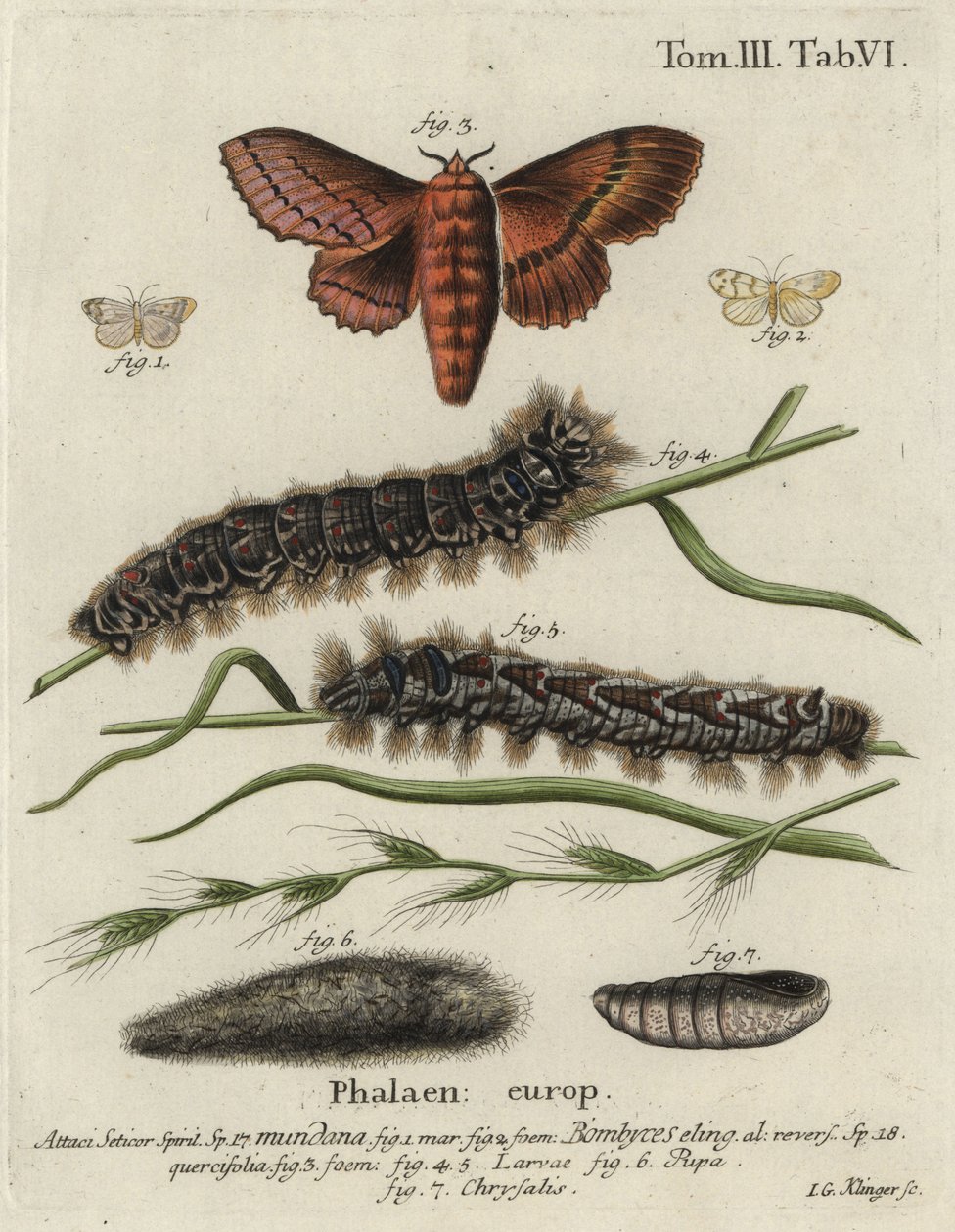 Polilla de muselina y polilla de roble de Johann Georg Klinger