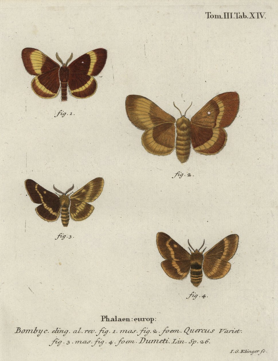 Polilla de roble y polilla de hierba de Johann Georg Klinger