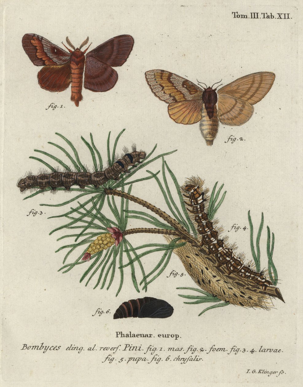 Polilla del pino, Dendrolimus pini de Johann Georg Klinger
