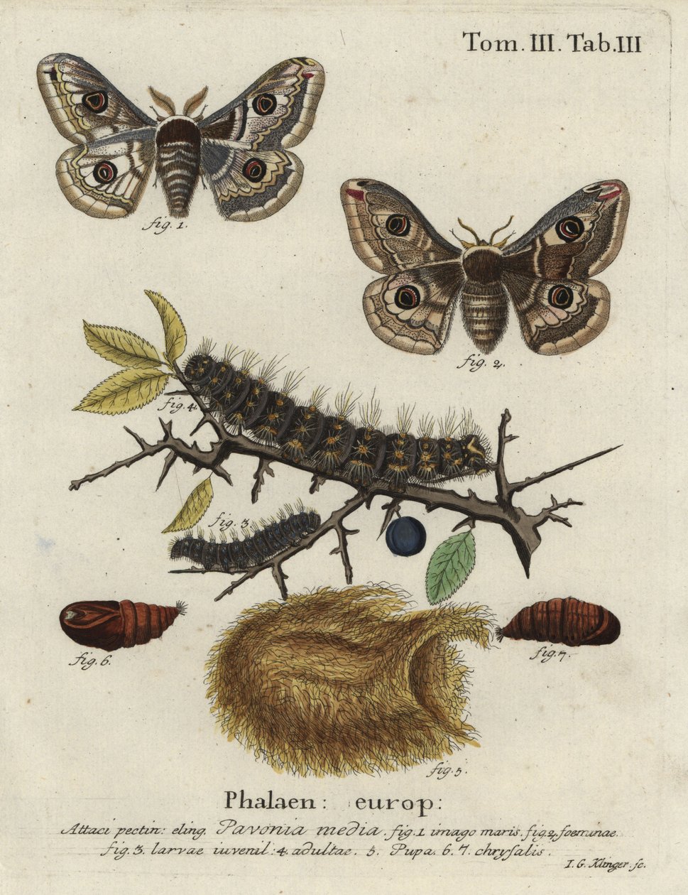 Polilla emperador de endrino, Saturnia spini. de Johann Georg Klinger