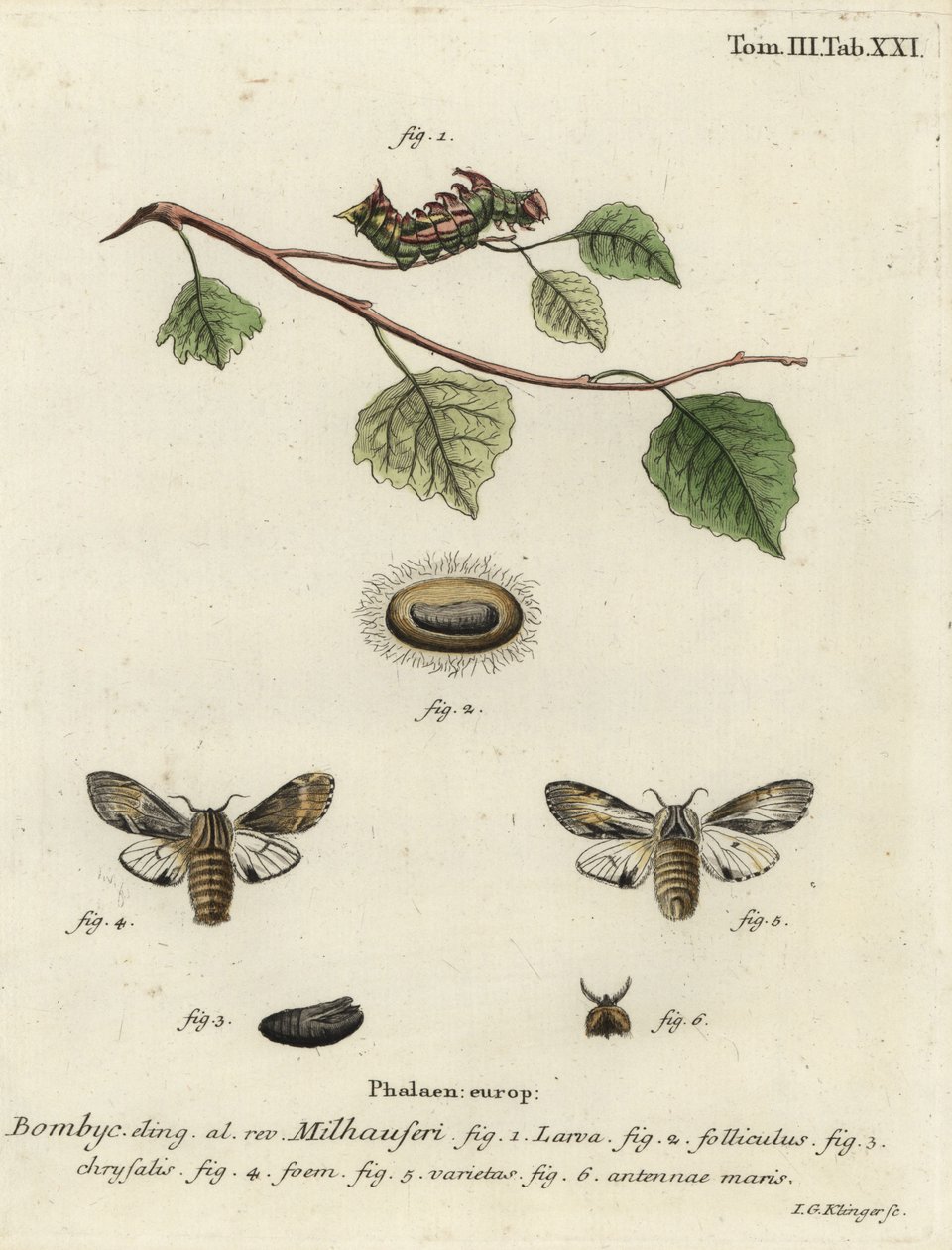 Polilla prominente leonado, Harpyia milhauseri de Johann Georg Klinger