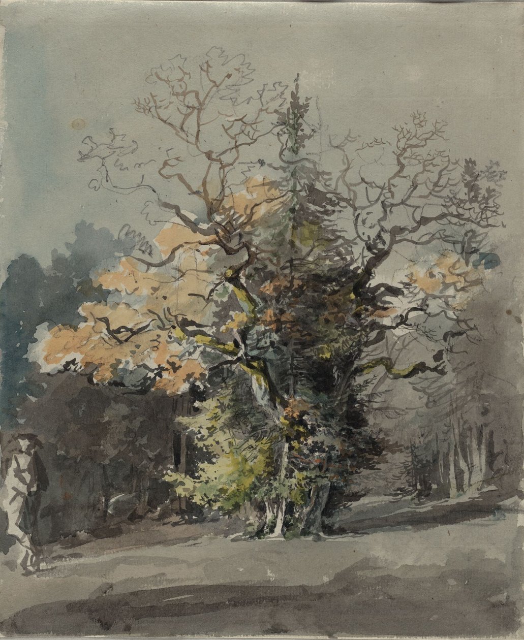 Grupo de árboles ante un bosque de Johann Georg von Dillis