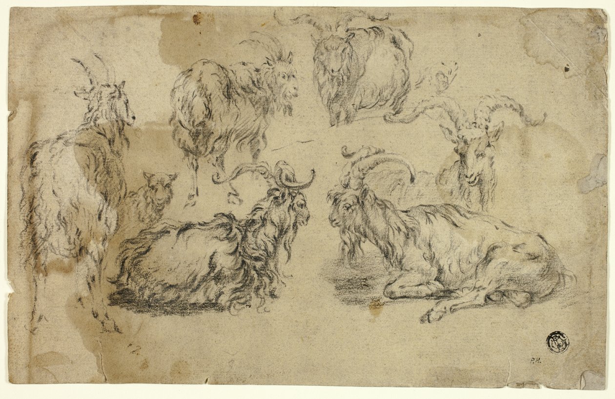 Bocetos de Cabras de Johann Gottlieb Hackert