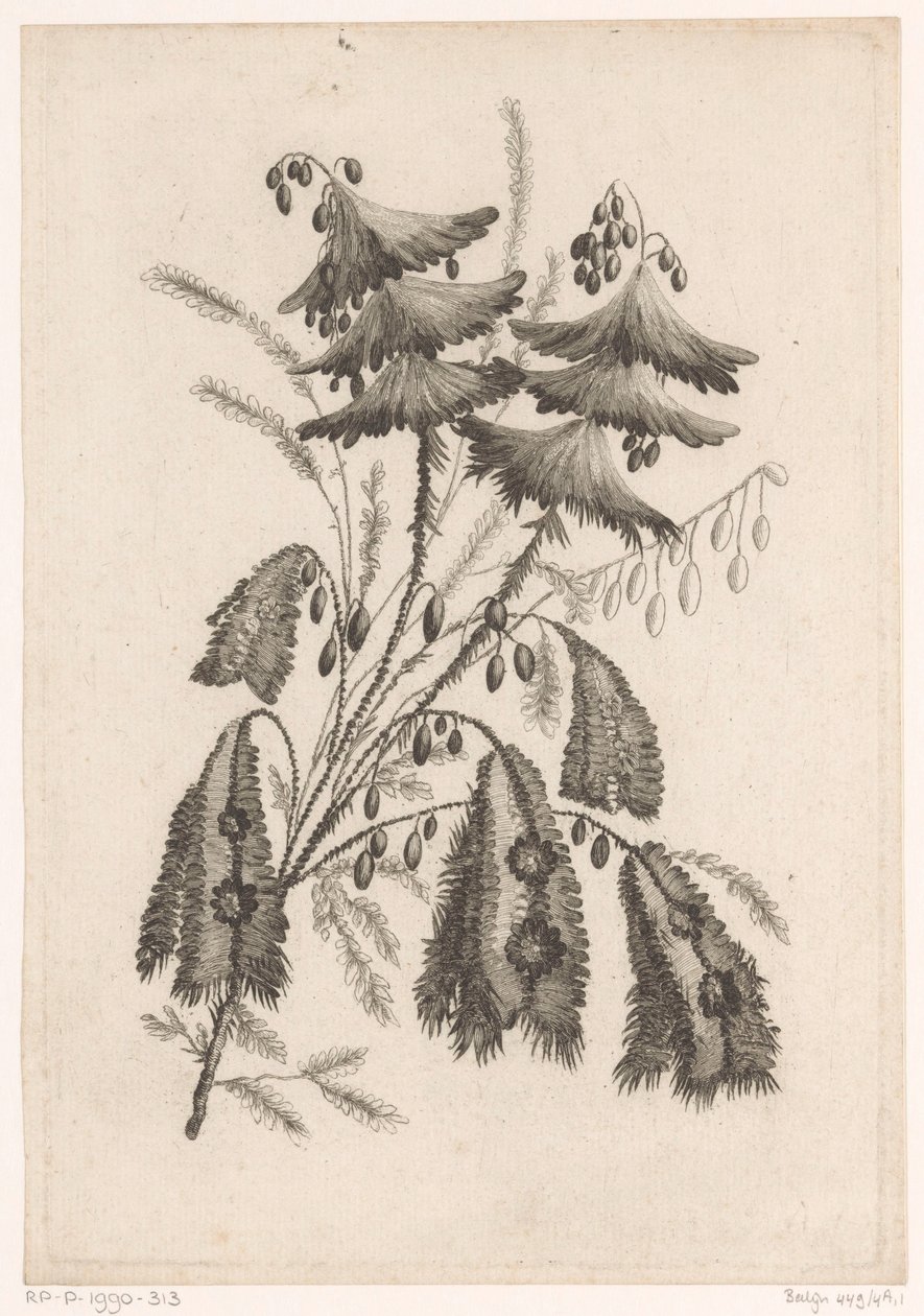 Parasolachtige bloemen
Recueil De Nouvelles Fleurs De Goût; Pour la Manufacture des Etoffes de Perse (título de la serie) de Johann Heinrich  Hess