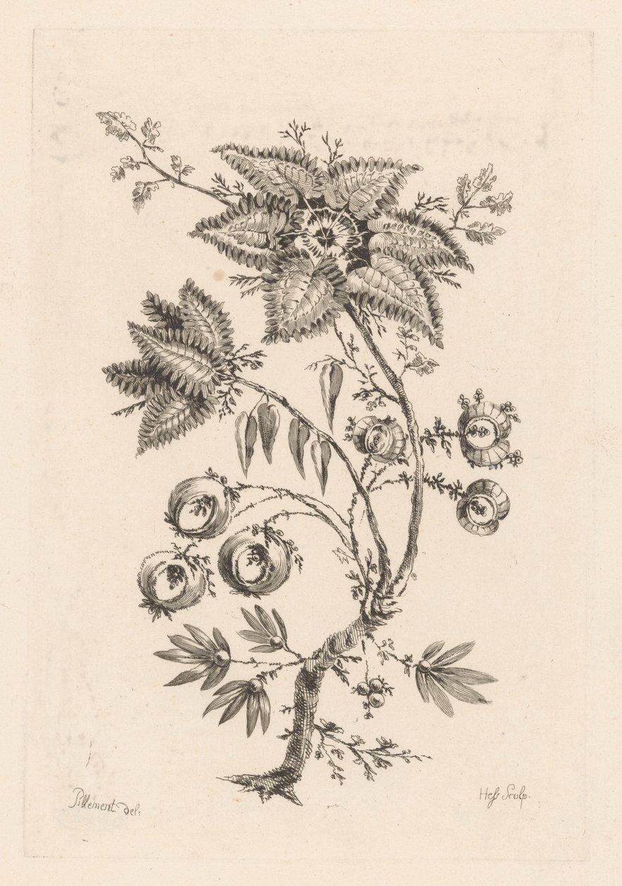 flores en forma de estrella Fleures Baroques (título de la serie) de Johann Heinrich  Hess