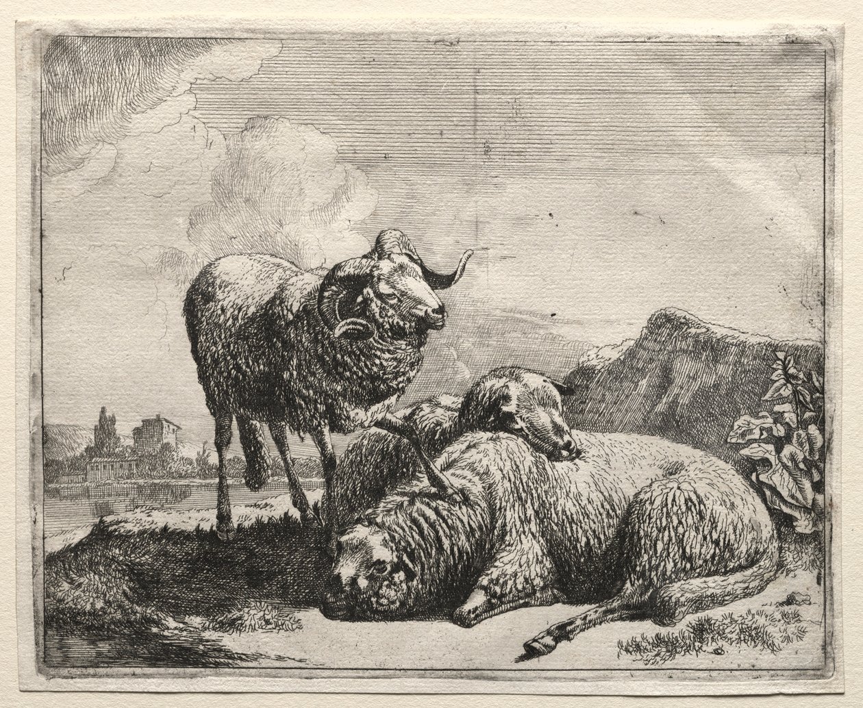 Carnero y dos ovejas de Johann Heinrich Roos