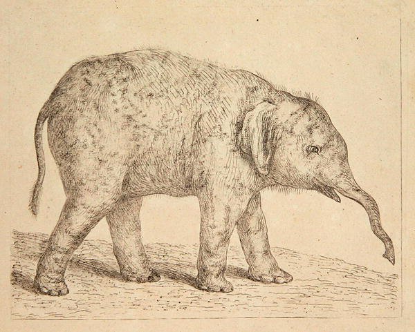 Elefante de Johann Heinrich Wilhelm Tischbein
