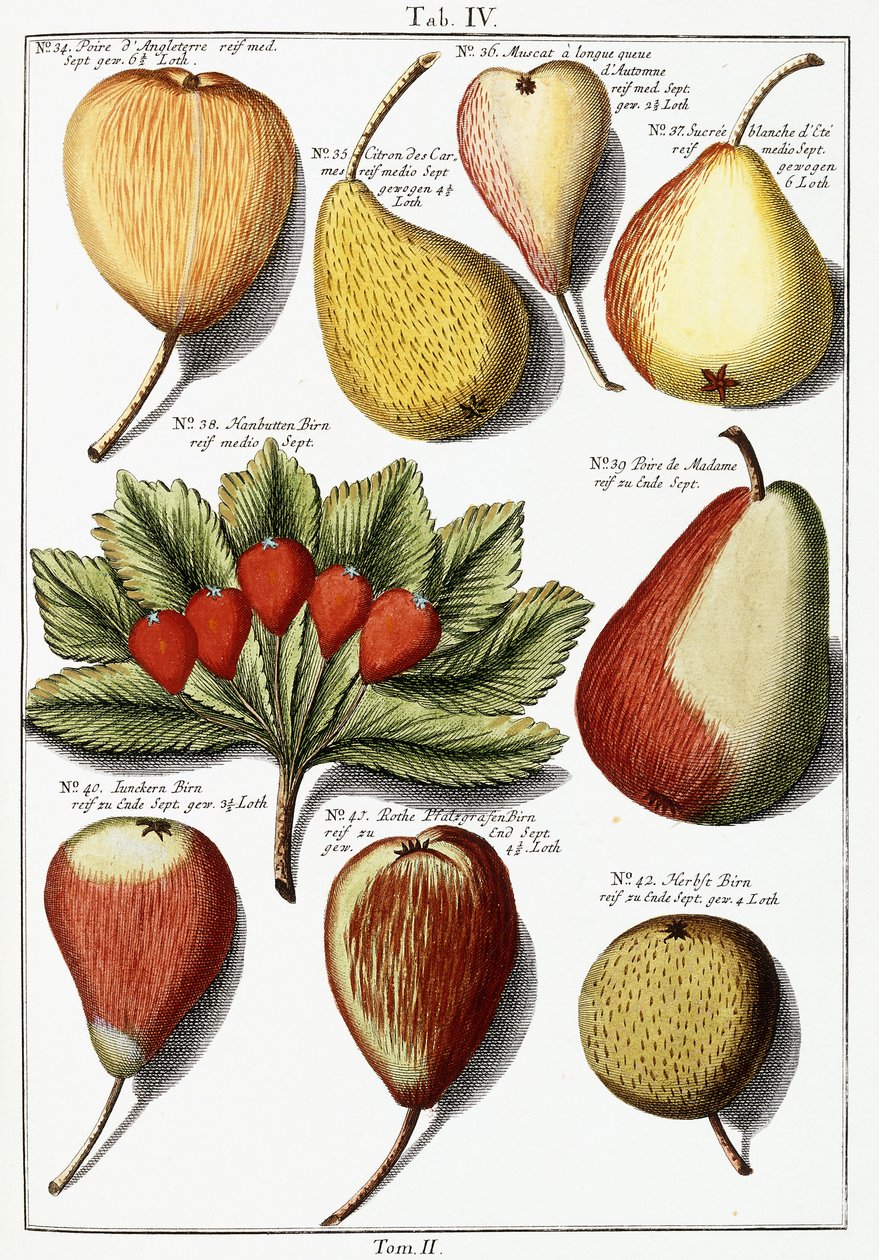 Varias especies de peras, 1760-1766 de Johann Hermann Knoop
