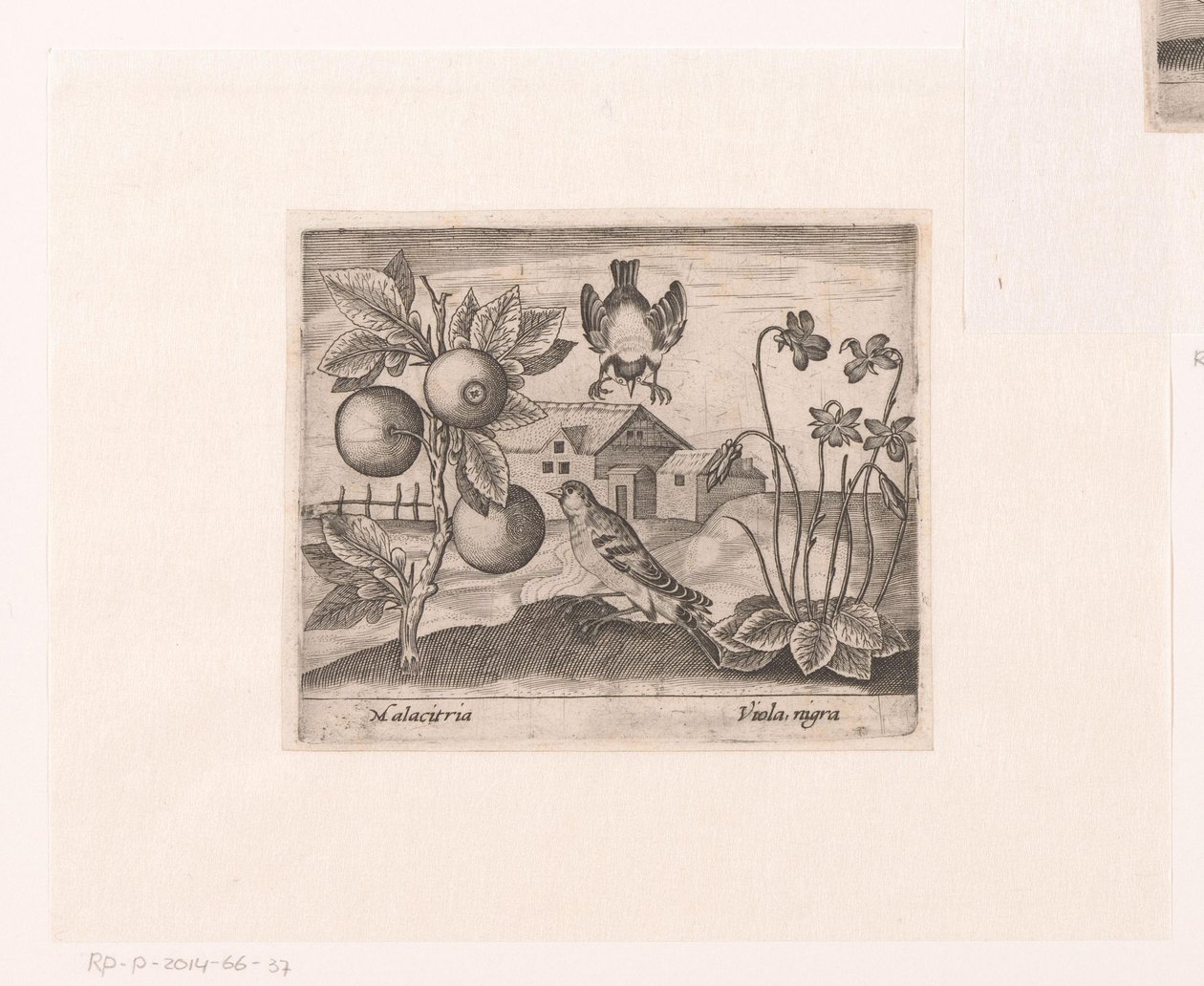 Serie de Estampas con Flores y Animales en un Paisaje Paisaje con cítricos, pájaros y violetas. Paisajes con animales, plantas y flores (título de serie) de Johann Hogenberg