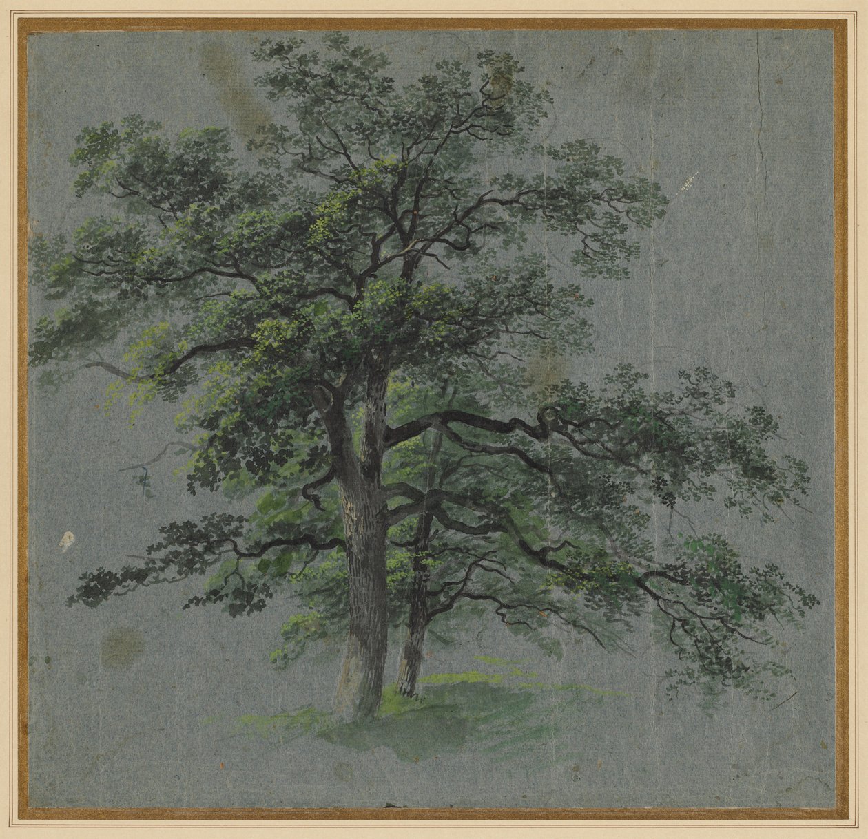 Dos Árboles recto Estudios de Árboles verso, primera mitad de 1800 de Johann Jacob Dorner